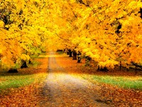 Autumn Covered Road
